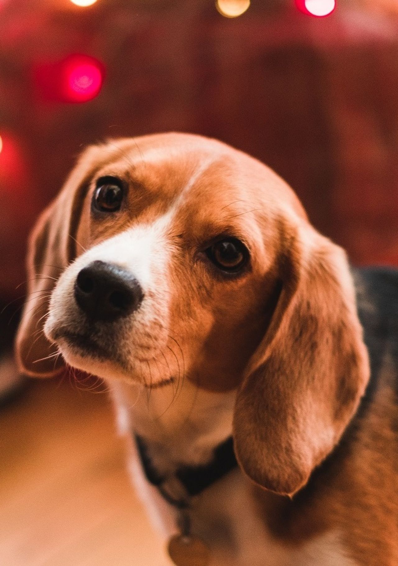 Beagle Dog by Jules D. on Unsplash